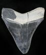 Serrated  Bone Valley Megalodon Tooth #22888-2